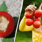 Bara en behandling räcker: Hur man räddar tomater från topprot