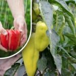 Du behöver bara två skedar: vad man ska mata paprika