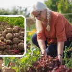 Exakt dacha-kalender för augusti 2025: endast på dessa datum kan