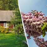 Expert namngivna växter som inte bör planteras på gården: utrota