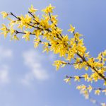 Förökning av forsythia i augusti: en beprövad metod för trädgårdsmästare