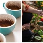 Gödsla dina grödor: Så här använder du kaffesump som gödningsmedel