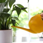 Hemligheter av spathiphyllum-blommande: vad som hindrar ”kvinnlig lycka” att släppa