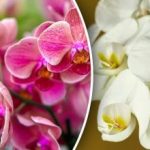 Hur du vattnar din orkidé så att den blommar hela