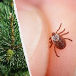 Mites kommer att vara värdar: 12 växter som inte bör