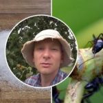 Myror kommer att försvinna om en vecka: det bästa sättet