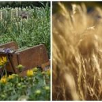 Ogräs kommer att försvinna för gott: enkla men mycket effektiva