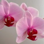 Orkidéer som inte blommar: fem bevattningsmisstag du kan åtgärda idag