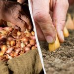 Plantera vinterlök endast under denna period: ”Gyllene datum för 2025