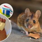 Råttor och möss kommer att försvinna för alltid: ett kostnadseffektivt