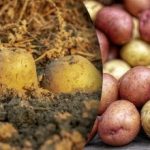 Ruttna före vintern: vad du inte kan lagra potatis med