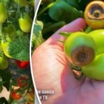 Vertexrot på tomater: en trädgårdsmästare avslöjade en enkel metod för
