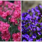 Vilka blommor att plantera på våren i trädgården och i